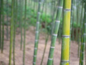 甘蔗种植者要求公平的价格